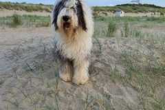 IMG-20200615-WA0018