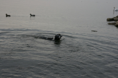 schwimmen-im-Bodensee-024