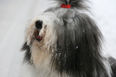 weihnachten-und-winterbilder-053